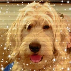 Meet your Posher, Andra